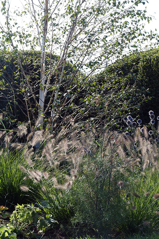 Sussex Seaside Garden