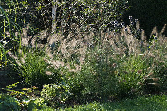 Sussex Seaside Garden